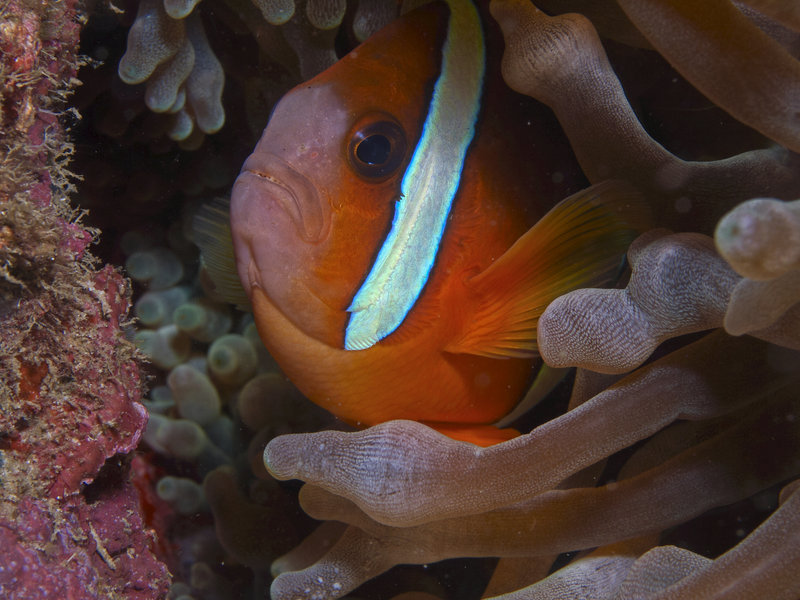 Anemone Fish, Dugon Wall